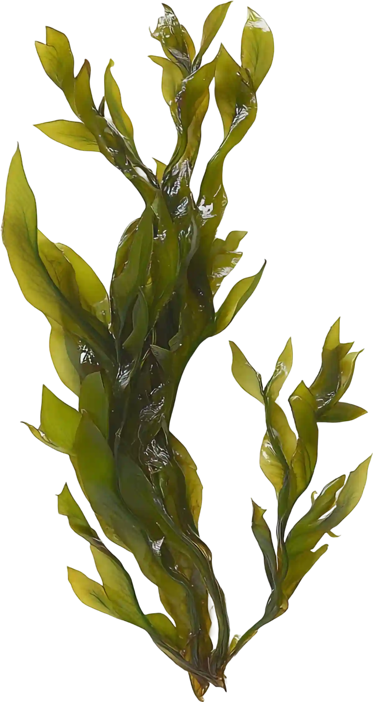 Alga