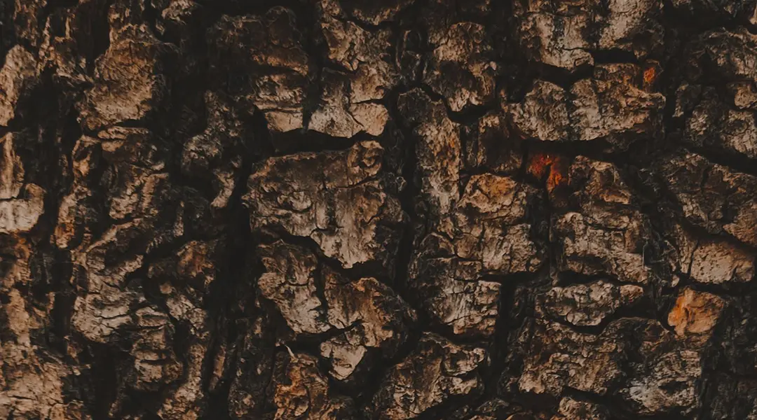 Chilean forest biomass