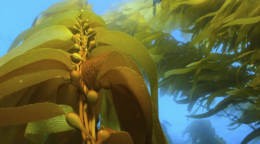 Marine biomass from the Chilean Pacific